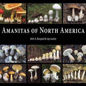 Amanita Species in North America